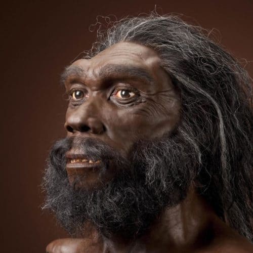 Homo erectus