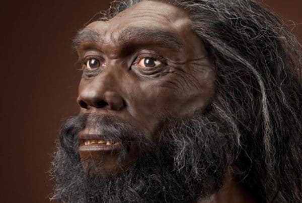 Homo erectus origins for Chinese Han? New fossil analysis suggests separate evolutionary path 5 » Human Evolution News Homo erectus