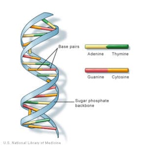 deoxyribonucleic acid