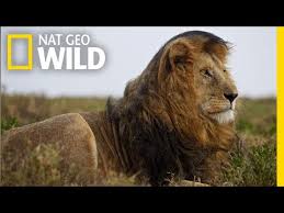 NatGeoLions &raquo; Erin Biba science writer and "fact checker" confident white racists stabbed NY Jews &raquo; Human Evolution News &raquo; 3