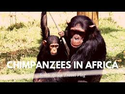 Chimpanzees » Chimpanzees, Other Great Apes, have Covid vulnerability? » Human Evolution News » 1