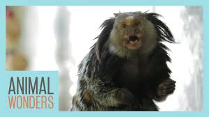 Marmosets