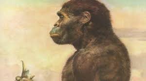 Australopithecus2 » Lee Berger makes another astonishing find in SA: Australopithecus robustus » Human Evolution News » 5