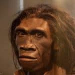 Homo erectus
