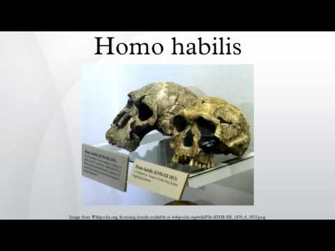 Homohabilis &raquo; Habilis, delightful "Handy Man," moved to the Genus Homo? &raquo; Human Evolution News &raquo; 3