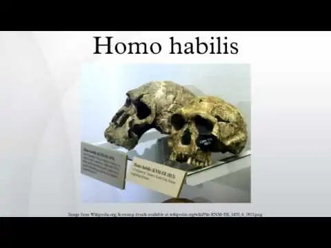 Homohabilis » Habilis, delightful "Handy Man," moved to the Genus Homo? » Human Evolution News » 4