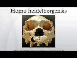 HeidelbergensisYouTube &raquo; Heidelbergensis: Archaeologist from Wyoming says that's where Modern Races come from &raquo; Human Evolution News &raquo; 1