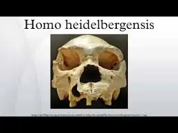 HeidelbergensisYouTube » Archaeologist from Wyoming: modern Races come from "Missing link" Heidelbergensis » Human Evolution News » 1