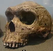 Kabwe skull