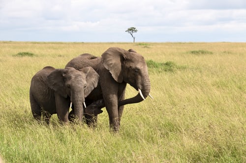 Africa's explosive population growth, pushing endangered Elephants