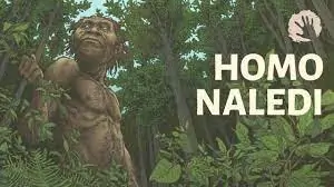 Homo naledi culture