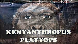 Kenyanthropus » Kenyanthropus platyops: Remarkable re-discovery of footprints 1st found by the Leakeys, knocks Lucy off the Human branch? » Human Evolution News » 1