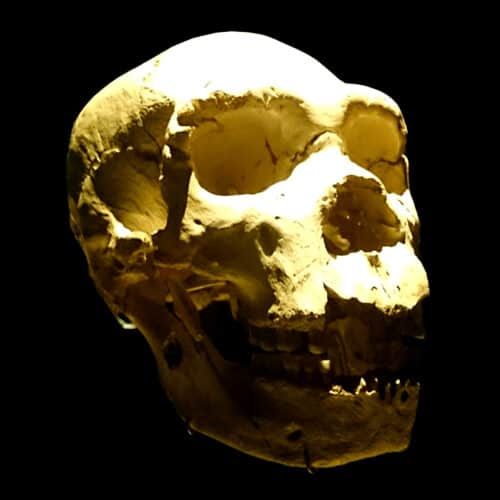 SimadelosHuesos » Neanderthals far more violent than previously believed, new forensics study of Sima de los Huesos » Human Evolution News » 1