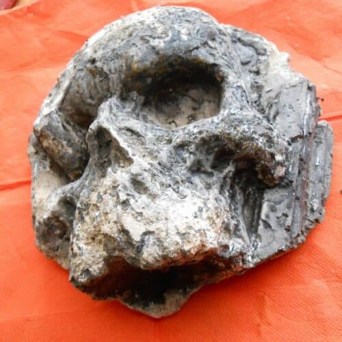 ItalySkull2 » Homo sardiniensis - nuevo homínido descubierto en Italia, cambia el camino de los orígenes humanos » Human Evolution News » 1
