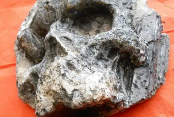 ItalySkull2 » Homo sardiniensis - nuevo homínido descubierto en Italia, cambia el camino de los orígenes humanos » Human Evolution News » 2