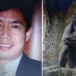 Pierolapithecus catalaunicus: The Miocene Ape that Changed Everything We Thought We Knew 3 » Human Evolution News Shi Huang