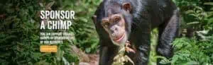 ChimpanzeesSponsor » Steve Ross, advocate for chimpanzee empowerment, dies unexpectedly: Devastating loss for zoology » Human Evolution News » 2