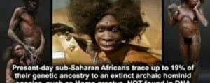 Homo africanus