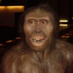 Australopithecus