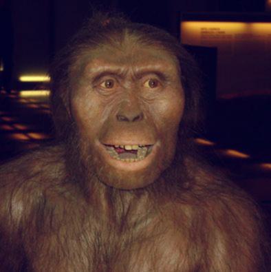 LucyAA forest » Lucy, Austalopithecus afarensis, is a "bitch" says Gawker features editor Jenny G. Zhang » Human Evolution News » 1