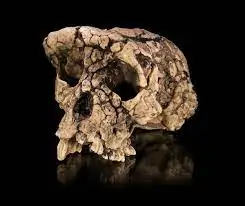 Sahelanthropus » Chimpanzees ancestors of Humans? Science magazine Discover gets the phylogeny path horribly wrong » Human Evolution News » 1