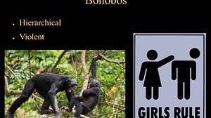 BonobosHippies » Rebecca Wragg Sykes, famed Neanderthal author, savages Chimpanzees as violent » Human Evolution News » 3