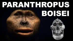 Paranthropus Bosiei