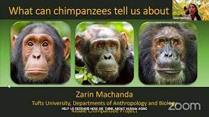 Chimpanzee Subspecies