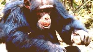 ChimpanzeeTools antique » Ivory Coast Chimpanzees: New study molar cusp wear specialized adaption may relate to stone tool use » Human Evolution News » 1