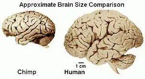 BrainSizeComparison » Meaning Making: Agustin Fuentes, Lee Berger promote deep culture for small-brained Homo naledi » Human Evolution News » 3