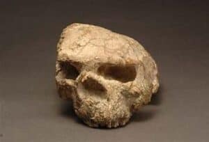 YunXian Skull