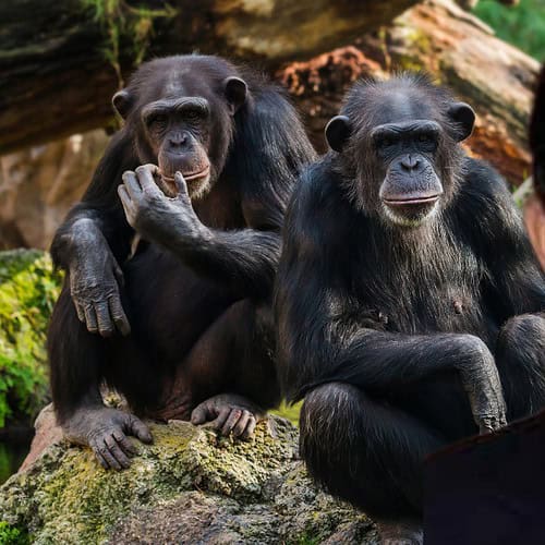Chimpanzees