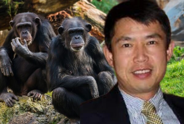 Geneticist Shi Huang shocking claim, affirms Africans Closer to Chimpanzees Than Eurasians 4 » Human Evolution News Chimpanzees