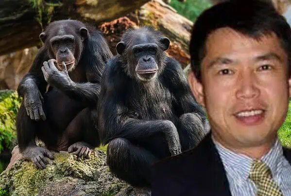 Geneticist Shi Huang shocking claim, affirms Africans Closer to Chimpanzees Than Eurasians 6 » Human Evolution News Chimpanzees